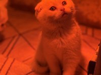 Türkiyenin en güzel scottish fold bebekleri