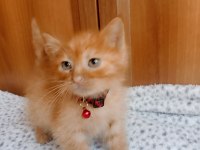 Kedimize Acil yuva aranıyor