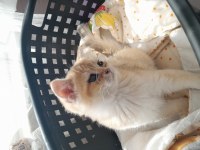 British shorthair kedilerimiz evcimen oyuncudur