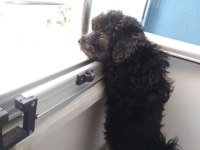 5 yaşında köpeğimiz