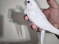 Sultan yavruları 2 aylik albino