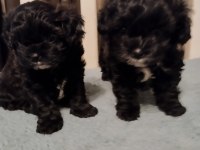 Shihpoo yavrular