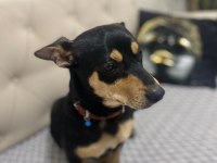 Akıllı sadık Pinscher
