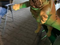 Safkan french bulldog