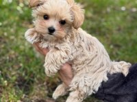 EFSANE MALTİPOO YAVRULARI