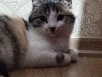 Tekir dişi kedim