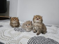 Yavru şecereli kediler