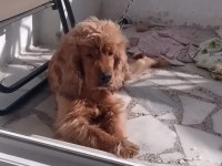 Dişi kimlikli saf cocker