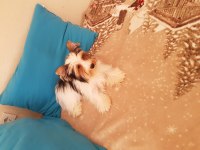 Biewer yorkshire terrier