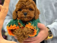 Kore teacup toy poodle
