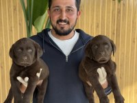 REFERANS YAVRU LABRADOR