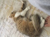 Brıtısh longhair sahiplendirilecek