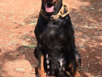 ERKEK - DİŞİ EUROPEAN DOBERMAN YAVRULARIM IRK GARANTİLİ