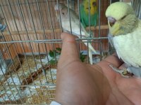 ANKARA MUHABBET KUŞU ALIŞTIRMALIK KONUŞTURMALIK ŞOV