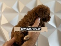 KORE RED BROWN POODLE
