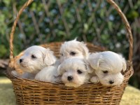Kar Beyaz Düğme Burunlu Maltese Terrier Yavrular