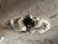 Güzel bebeklerimiz british shorthair