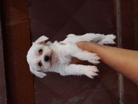 Teslime Hazır Maltese Terrier Yavrularımız