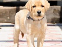 Labrador Retriever Yavruları Muhteşem Formda