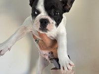 ALANYADAN A KALİTE FRENCH BULLDOG YAVRULARI