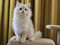 Krem rengi british longhair yakışıklım