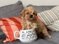 KOREA ÜST SEGMENT MALTİPOO BEBEKLERİMİZ
