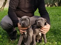 Cane corso blue yavrumuz erkek