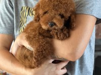 Köpeğimizin adını siz koyun