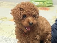 Toy poodle bebeklerimiz