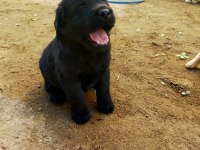 Safkan siyah golden retriever yavrular