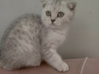 2.5 aylık erkek silver scottish fold