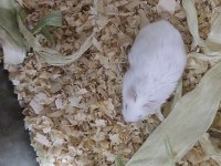 Sahibinden hamsterler