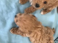 SEVİMLİ MALTİPOO YAVRULARIMIZ RUHSATLI ÜRETİM