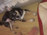 Male chihuahua