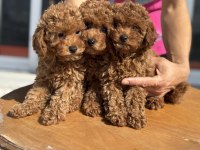 Ankaranın en seçkin toy poodle yavruları