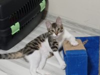 1 YAŞINDA ERKEK TEKİR KEDİMİZE YUVA ARIYORUZ.