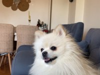 Köpeğimize yeni yuva arıyoruz