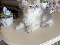British longhair blue golden ay kardeşler