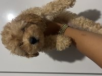 Erkek Maltipoo Bebeğimiz