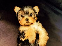 Yorkshire terrier yavrulara bakmadan geçme