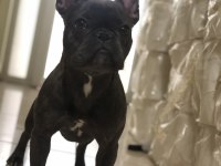 8 aylık dişi french bulldog
