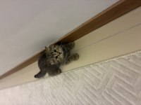 3 aylık scottish fold