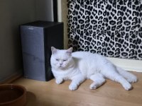 SAF KAN SECERELİ MUHTEŞEM GÜZELLİKTE KEDİLER