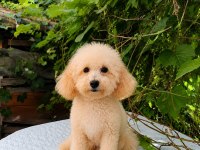 7 Aylık Dişi Toy Poodle