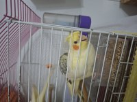 Kendi Yavrularım Sağlıklı Sultan Papağanlar