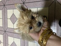 Ocaen pearl yorkshire terrier