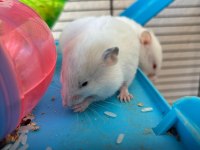 Bebek Suriye Hamster