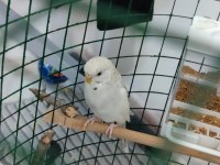 1 yaşında dişi muhabbet kuşu