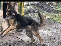 Anne malinois baba alman kurdu