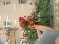 Kaliteli kore kan poodle